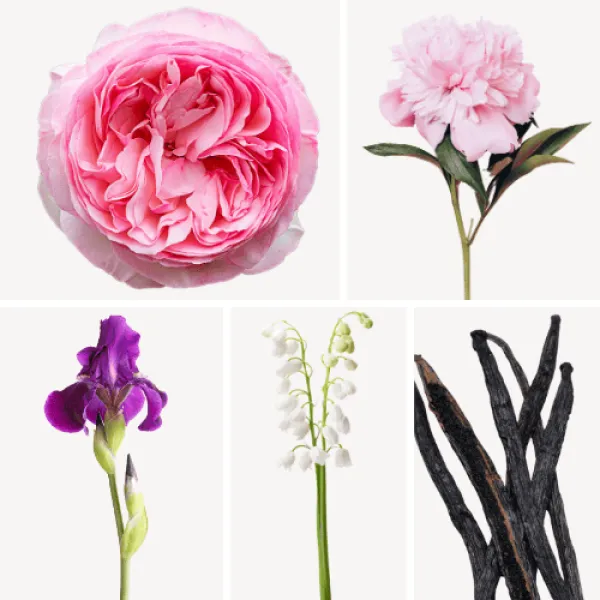 Duftnoten: Zentifolie, Pfingsrose, Schwertlilie, Maiglöckchen, Vanille
